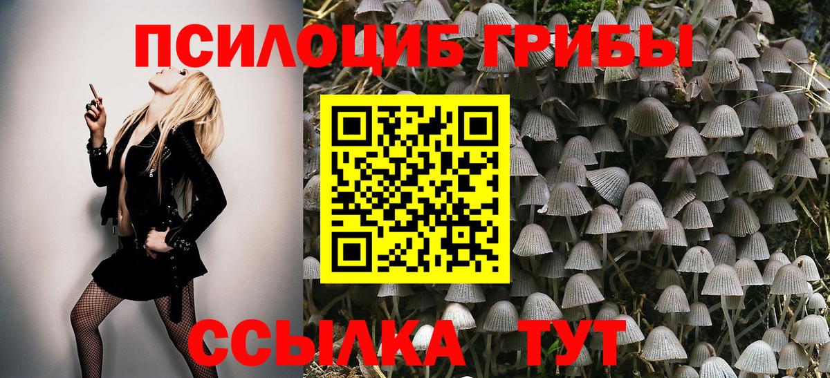 Заринск  Псилоцибиновые грибы Cubensis  Вход с VPN 
